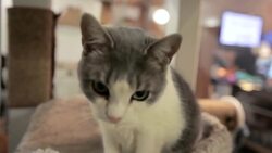 How to Prevent a Cat from Spraying & Marking Instructional Video