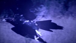 Searching for Birds in Western Australia Instructional Video