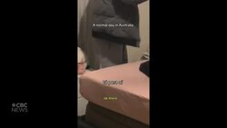 #TheMoment an Australian couple found a koala in their bed News Clip