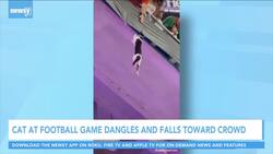 Falling Cat Saved At Miami College Football Game News Clip