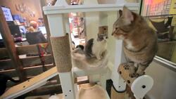 How to Train a Cat to Come When Called Instructional Video