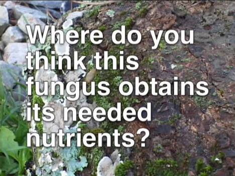 Fungi: Fungi Nutrition and Growth
