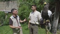 Here's What It's Like to Train the Heaviest Eagle in the World Instructional Video