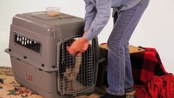 How to Transport Your Potbellied Pig Instructional Video