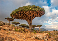 Xerophyte Instructional Video