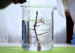 Silver Tree Instructional Video