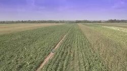 Drone view : fly over tobacco fields with farmer picking leaves Stock Footage