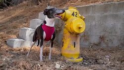 italian greyhound dog panting by outdoor fire hydrant Stock Footage