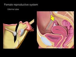 Female Repro Instructional Video