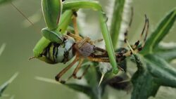 Mantis religiosa eating a wasp spider (Argiope bruennichi) Stock Footage
