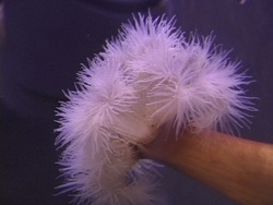 Animales simples: ¿qué son los animales simples? Instructional Video