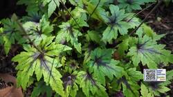 Garden Guide: Gardening later in life? It's never too late to pick up this hobby! News Clip