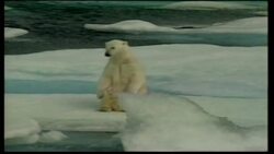 The Impact of Climate Change on Polar Bears Instructional Video