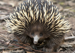Echidnas Instructional Video