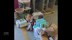 #TheMoment a community organization gave a lifeline to pets displaced by wildfires News Clip