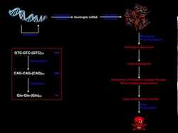 Prions | Mechanisms of Huntington's Disease & the Huntingtin Prion Instructional Video