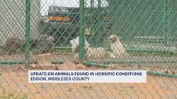 Dogs, rabbits from condemned Edison home still under animal shelter care News Clip