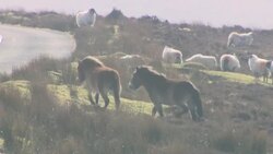 Exmoor ponies and sheep News Clip