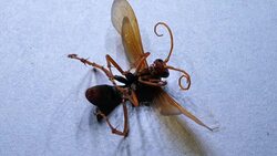 Dead Insect Stock Footage