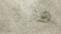 UN negotiating treaty to protect crucial ocean habitats News Clip