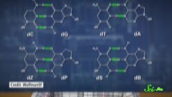 New 8Letter DNA Rewrites the Genetic Code SciShow News Instructional Video