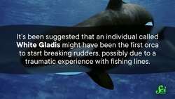 Is The Orca Uprising Upon Us? Instructional Video