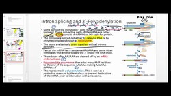 Post-Transcriptional Modification of mRNA Instructional Video