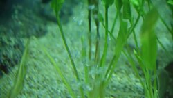 aquatic organisms Stock Footage