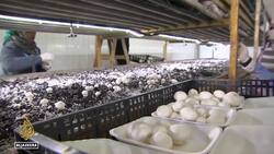 BDS movement: Palestinians in occupied West Bank boycott Israeli products News Clip