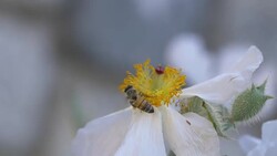 Crab Spider on white poppy Stock Footage