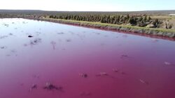 VOICED : Una laguna rosada por la polución de industrias pesqueras en Argentina News Clip