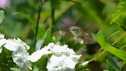 Spring Arrival: Hummingbirds heading to New York News Clip