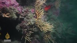 Italian ecosystem: Extreme heatwaves affect seawater temperatures News Clip