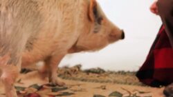 What Is a Potbellied Pig aka Miniature Pig? Instructional Video