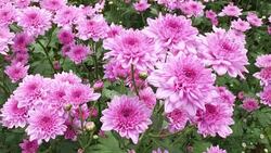 Chrysanthemums flower, , sometimes called mums or chrysanths, They are native to Asia and northeastern Europe. Most species originate from East Asia and the center of diversity is in China. Stock Footage