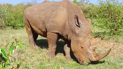 rhino grazing in savanna at africa Stock Footage
