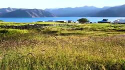 Pangong Lake in Leh with grass flower in the wind , Ladakh, India. Stock Footage