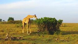 giraffe eating tree leaves in savanna at africa Stock Footage