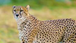 The Incredible Speed and Vulnerability of Cheetahs Instructional Video