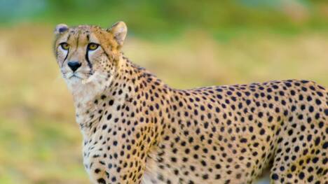 The Incredible Speed and Vulnerability of Cheetahs
