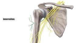 Infraspinatus muscle Instructional Video
