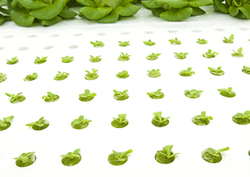 Factpack: Selective Breeding Instructional Video