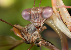 Predator Instructional Video