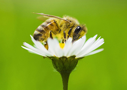 What is Biodiversity? Instructional Video