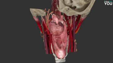 A Closer Look at the Digestive Tract