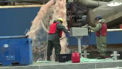 1.7M farmed salmon affected in mass die-off, Mowi Canada East won’t say whether any survived News Clip