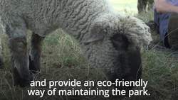 Sheep return to graze on Hampstead Heath News Clip