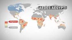 Zika Virus Concerns Spreading Around the World News Clip