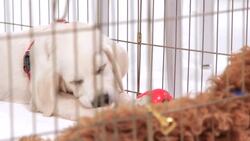 How to Find a Dog Breeder Instructional Video