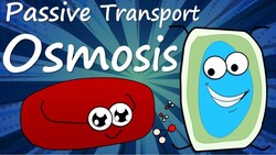 Passive Transport: Osmosis in Animal and Plant Cells Instructional Video